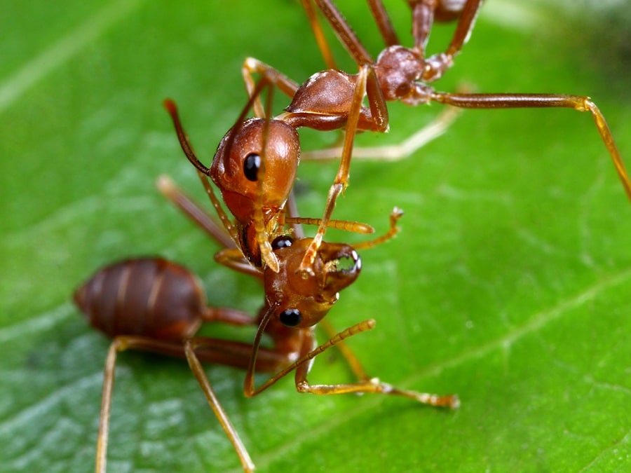 nhện kiến