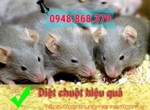 Nếu nhà bạn đang bị tấn công bởi động vật gây hại như chuột, chúng tôi sẽ giúp bạn diệt chuột hiệu quả với phương pháp an toàn và hiệu quả. Với các biện pháp tiêu diệt chuột tận gốc và ngăn chặn tái phát, chúng tôi sẽ giúp bạn tái tạo không gian sống trong lành và sạch sẽ.