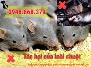 tác hại của loài chuột