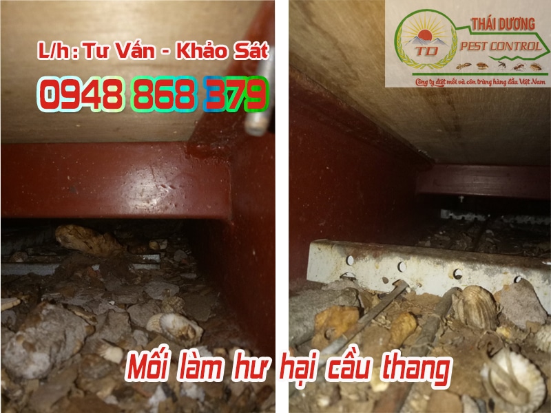 khảo sát vị trí mối làm tổ