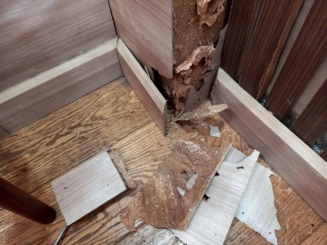 diệt mối sàn gỗ